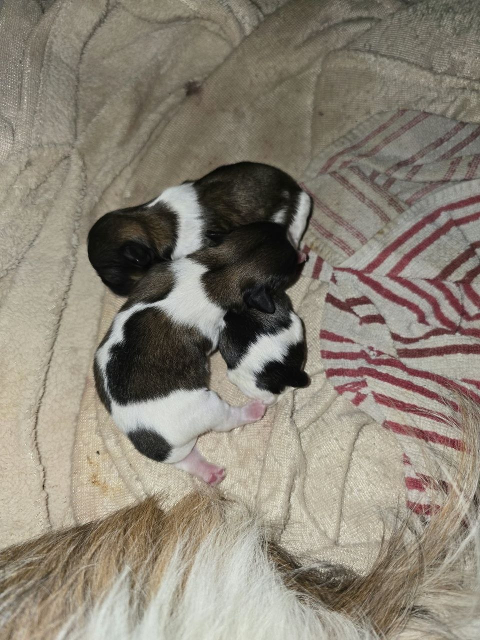 Stella's newborn puppies from Maw's Little Paws